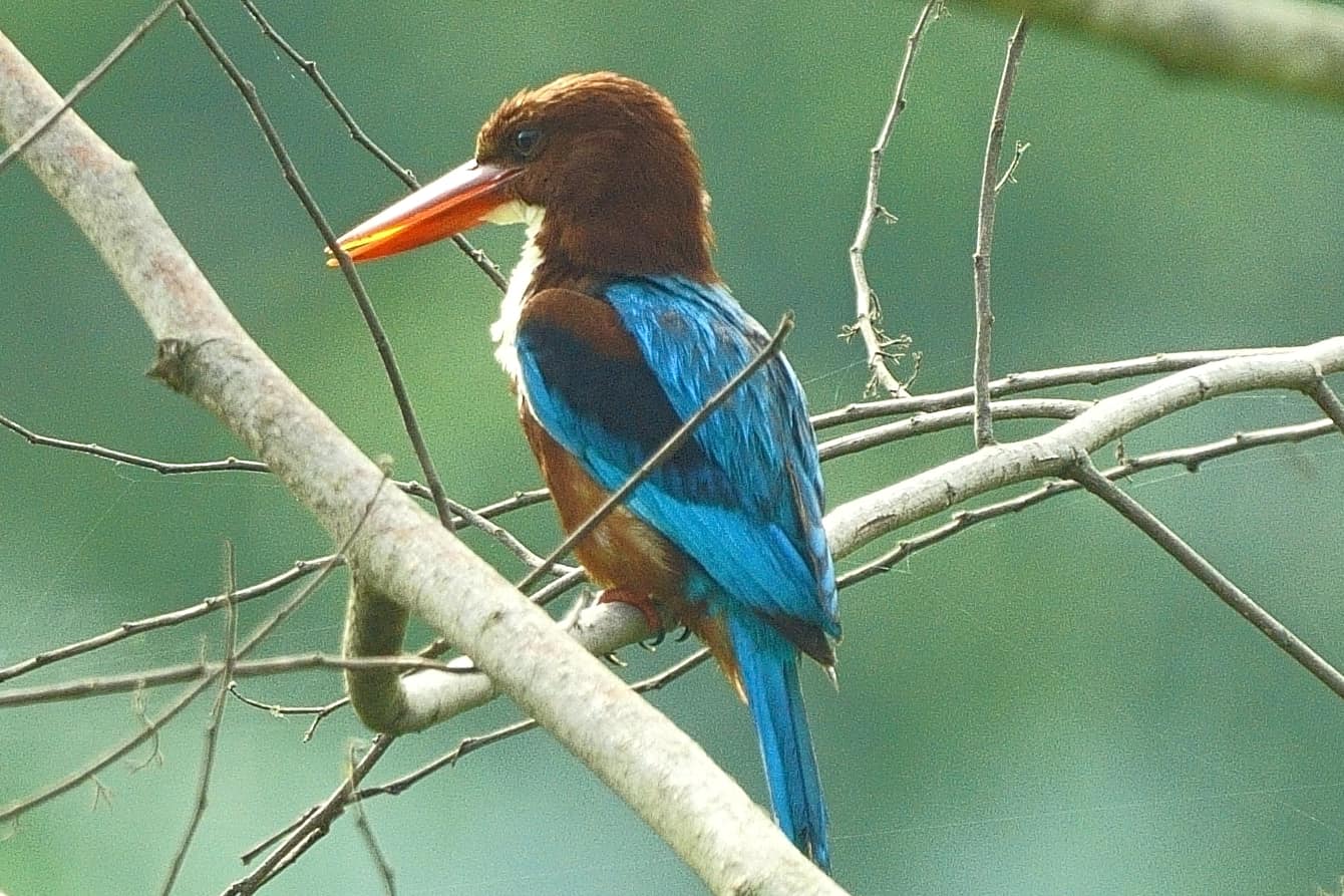 Kingfisher Bird